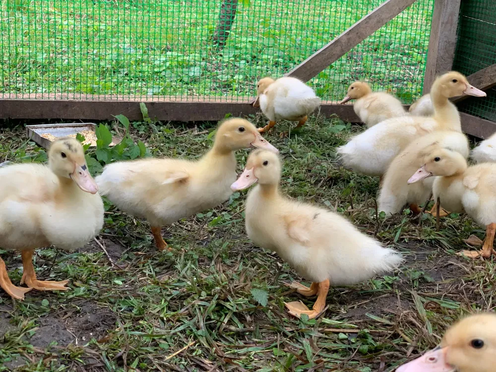 canard